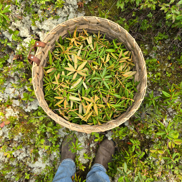 Labrador Tea Vitamin C Serum
