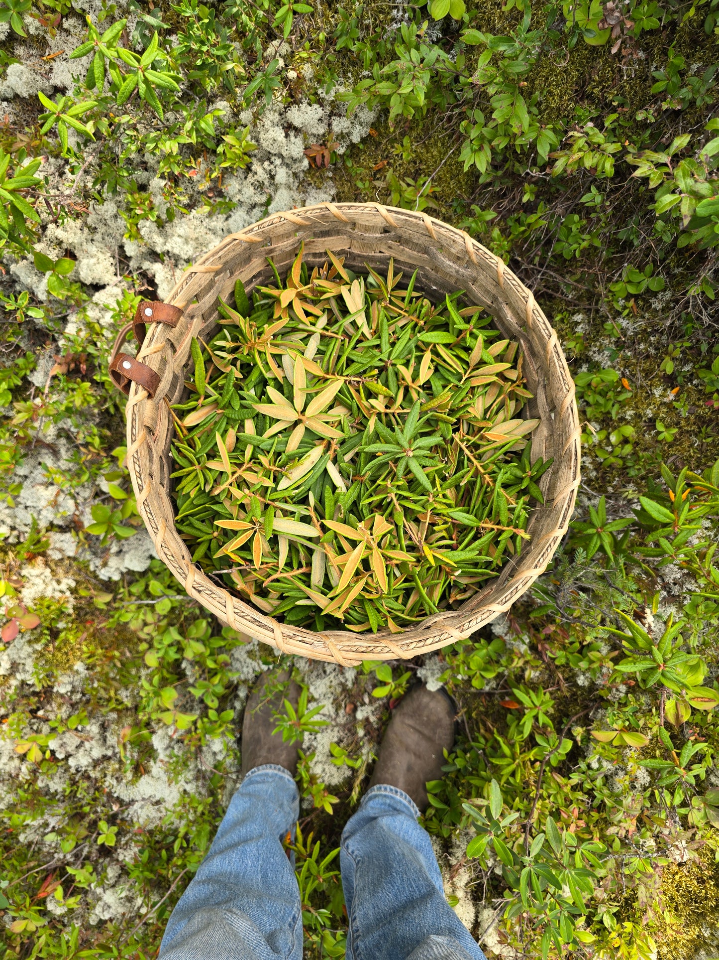Labrador Tea Vitamin C Serum