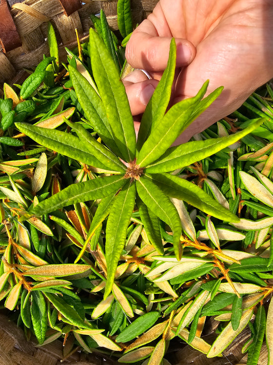 Labrador Tea Vitamin C Serum