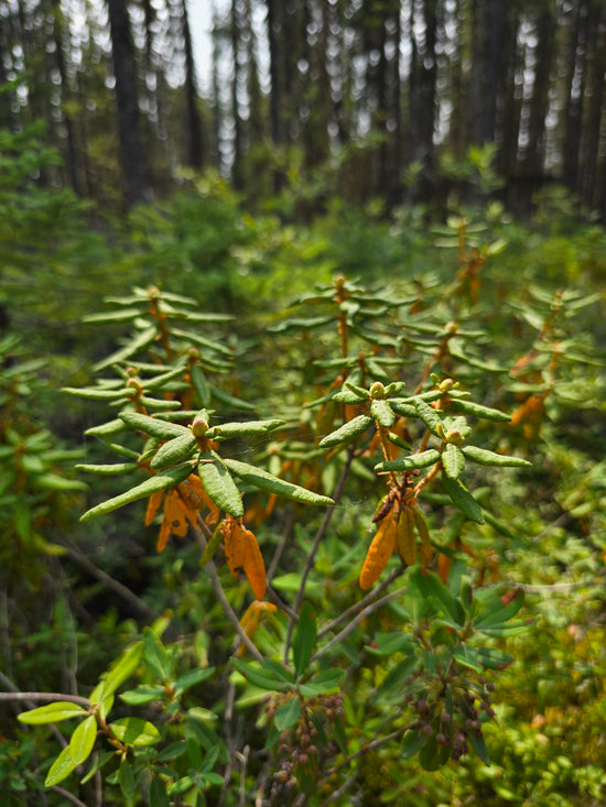 Labrador Tea Vitamin C Serum