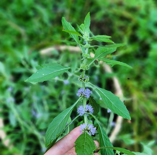 Beurre à lèvres à la menthe sauvage