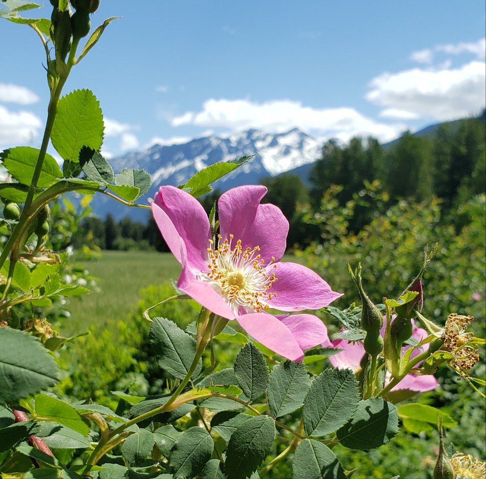 Beurre de peau à la rose sauvage