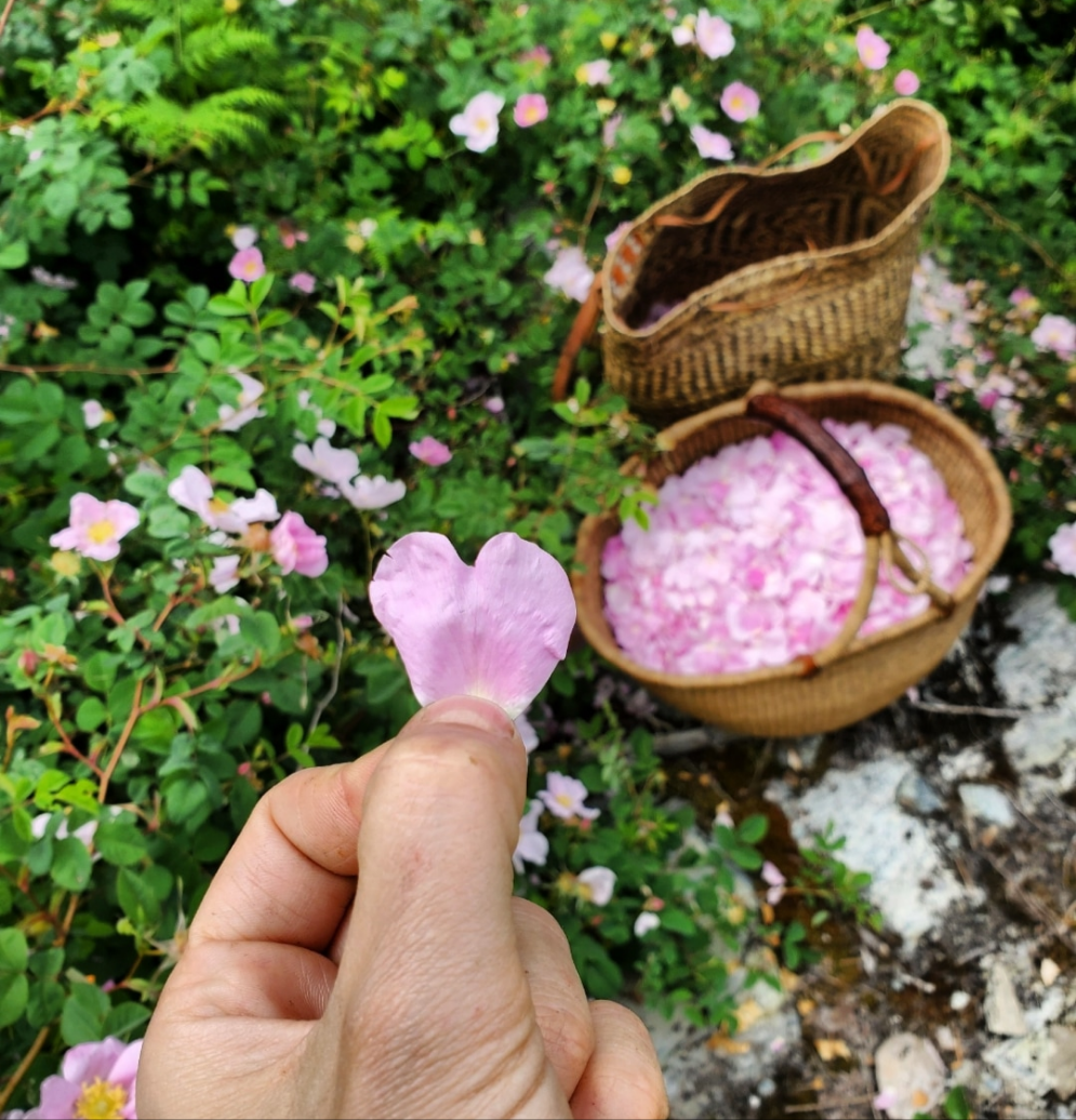 Beurre de peau à la rose sauvage